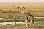 Botswana: Chobe Riverfront Giraffe and Zebra