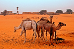 Mauritania: Camels in the Sahara
