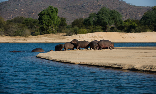 Zimbabwe - Hippos on a Zambezi River Bank